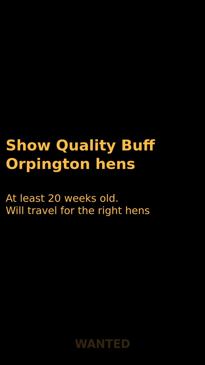 Show Quality Buff Orpington hens