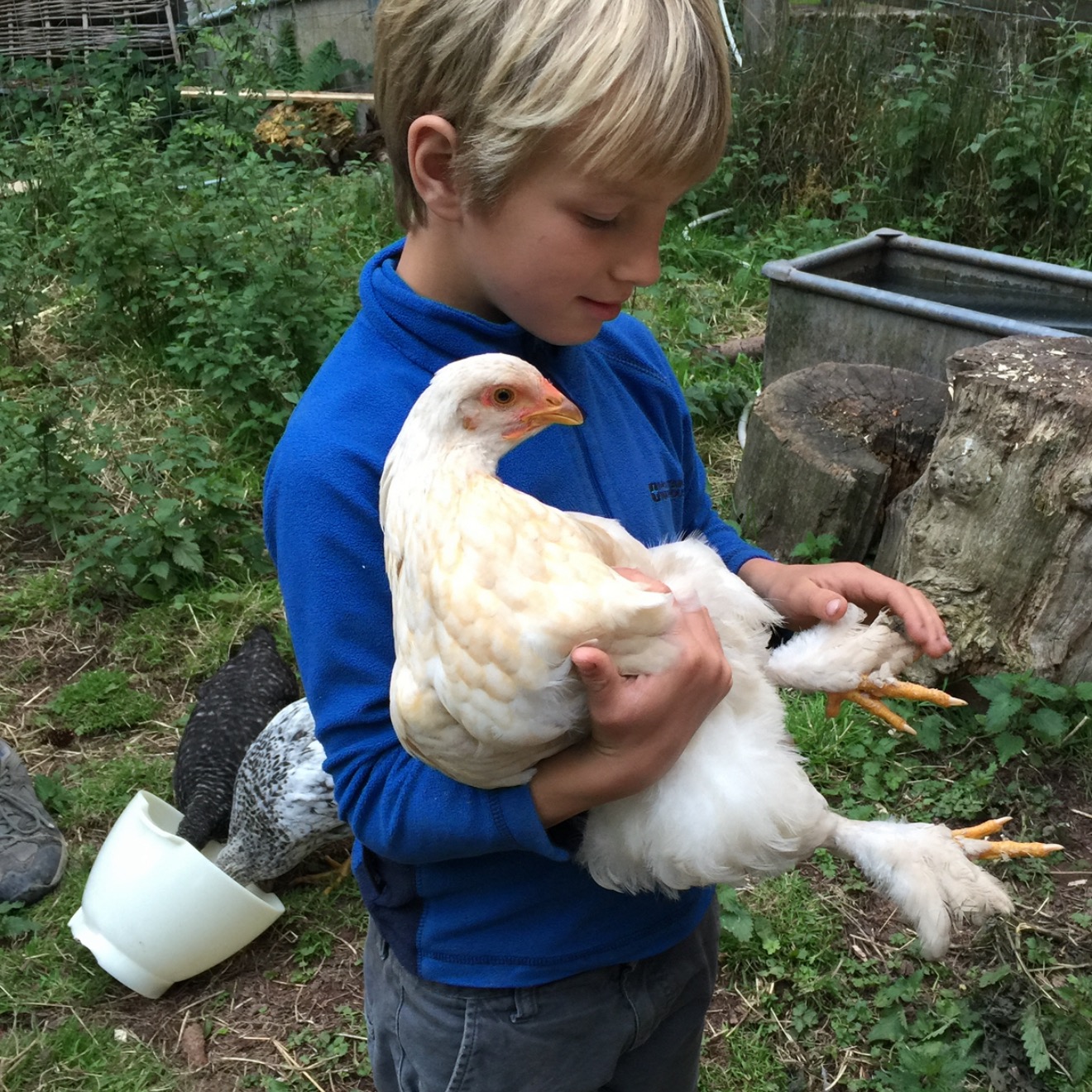 The Find My Poultry story: Where it all began- Episode 1