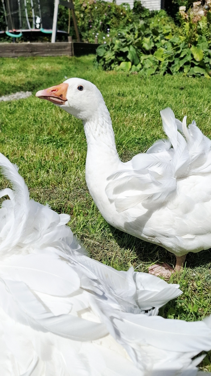 Sebastopol Goslings 3