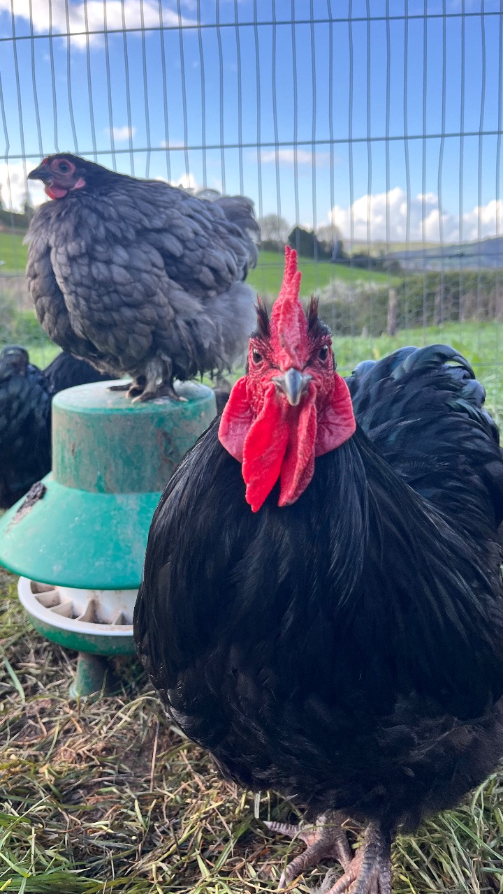 Blue / Black orpington bantam Hatching Eggs 7