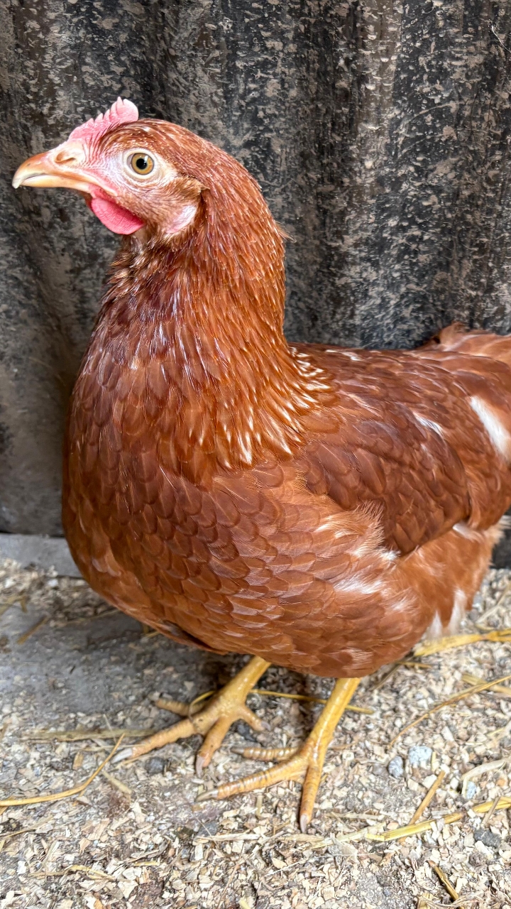 POL Hens