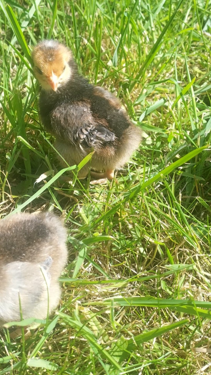 14 Day Old Chicks Mixed 6