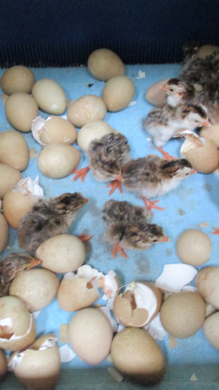 12 Guinea Fowl hatching eggs, mixed colours 3