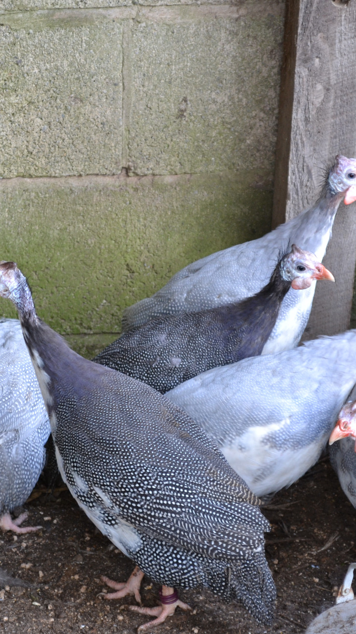 12 Guinea Fowl hatching eggs, mixed colours 2