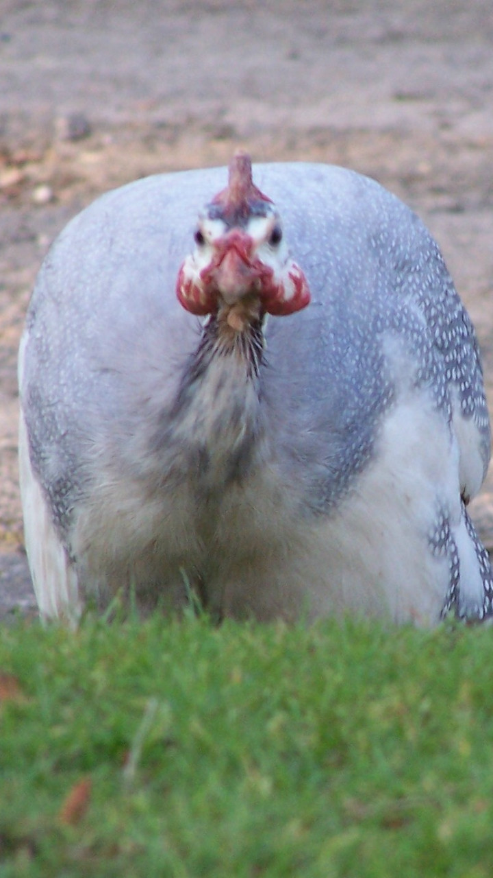 12 Guinea Fowl hatching eggs, mixed colours 4