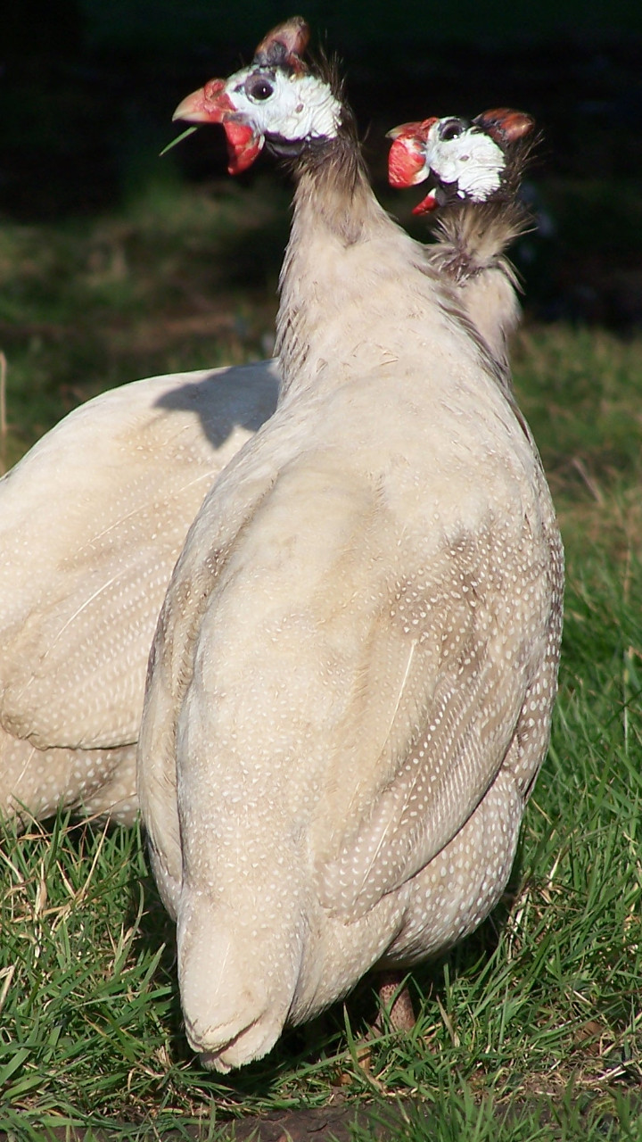 12 Guinea Fowl hatching eggs, mixed colours 5