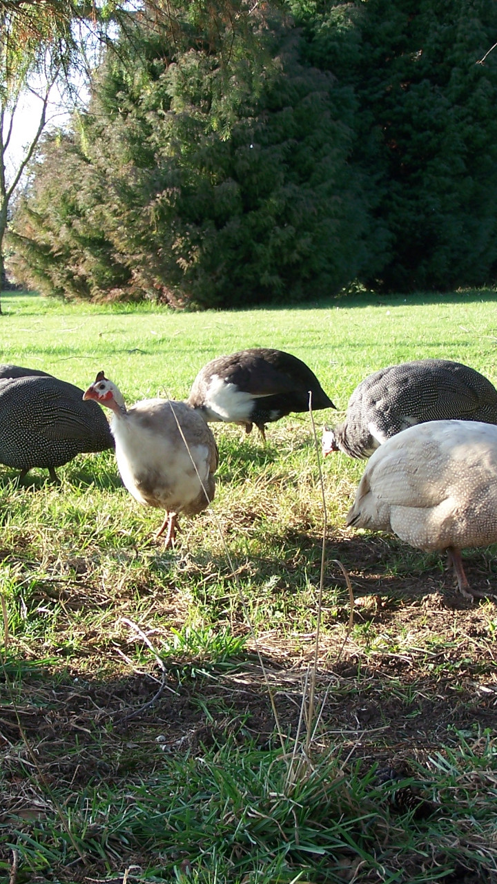 12 Guinea Fowl hatching eggs, mixed colours