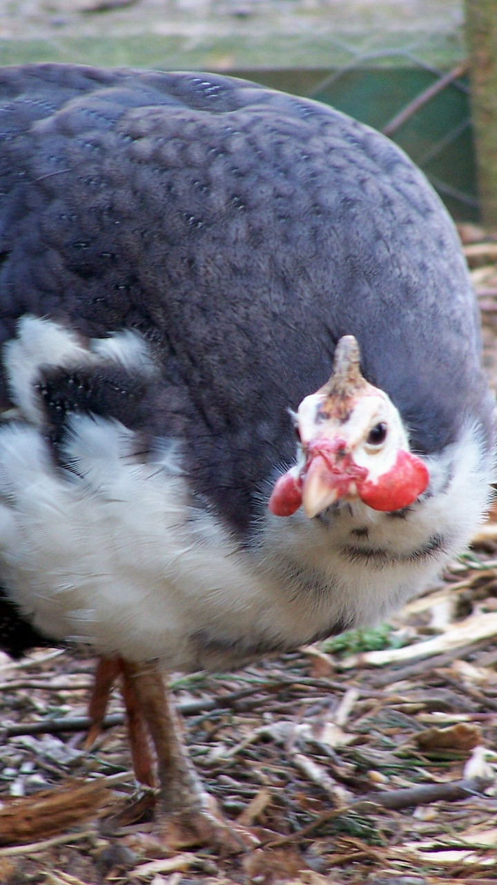 12 Guinea Fowl hatching eggs, mixed colours 6