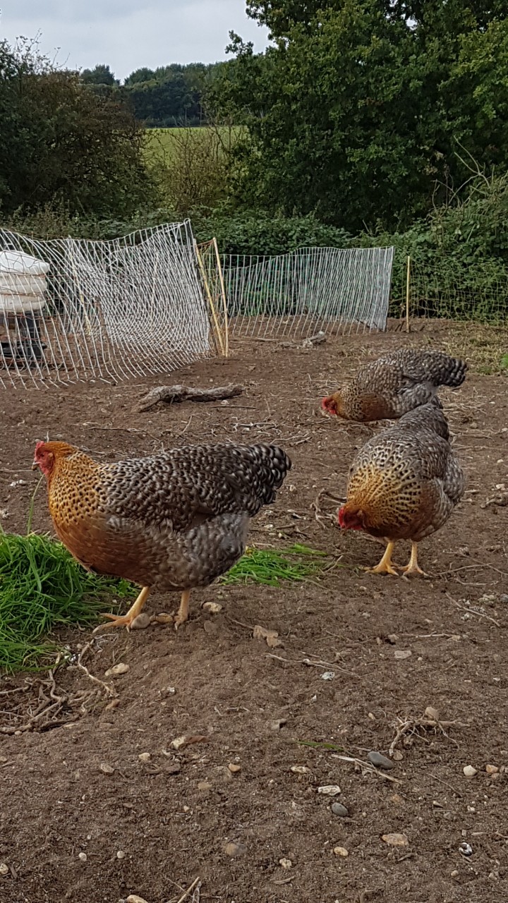 Bielefelder Chickens and Hatching eggs