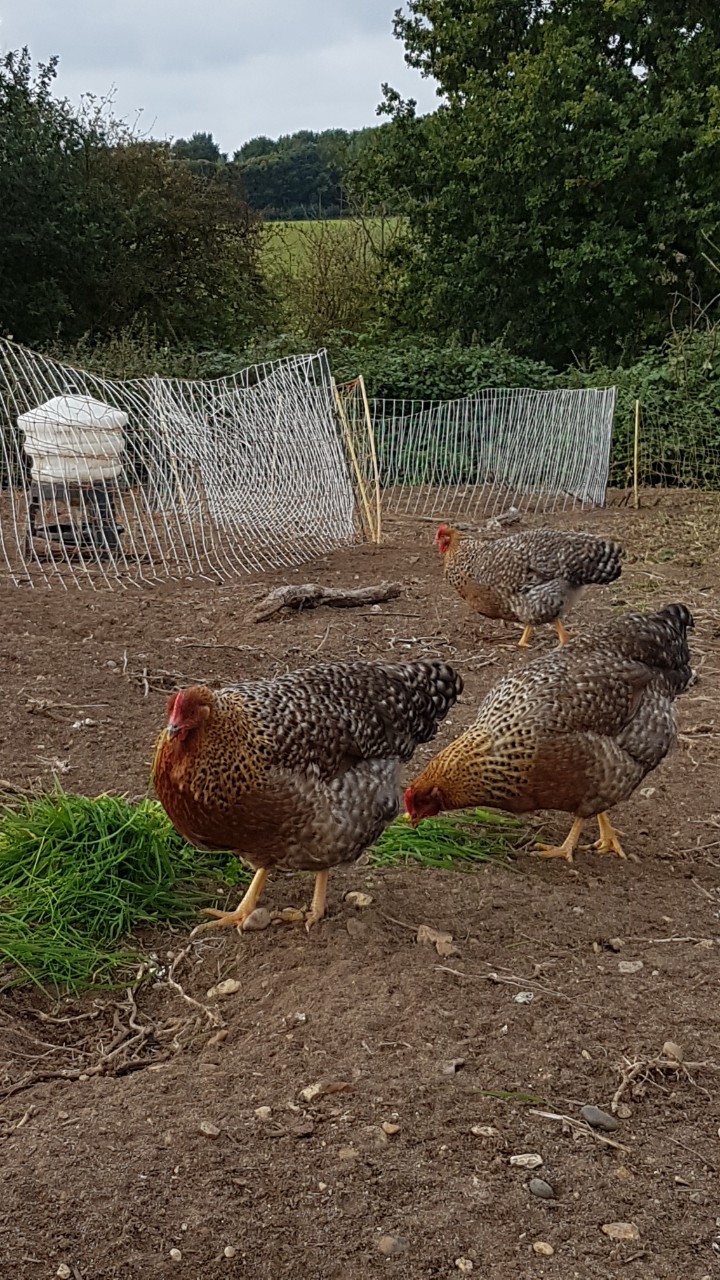 Bielefelder Chickens and Hatching eggs 2