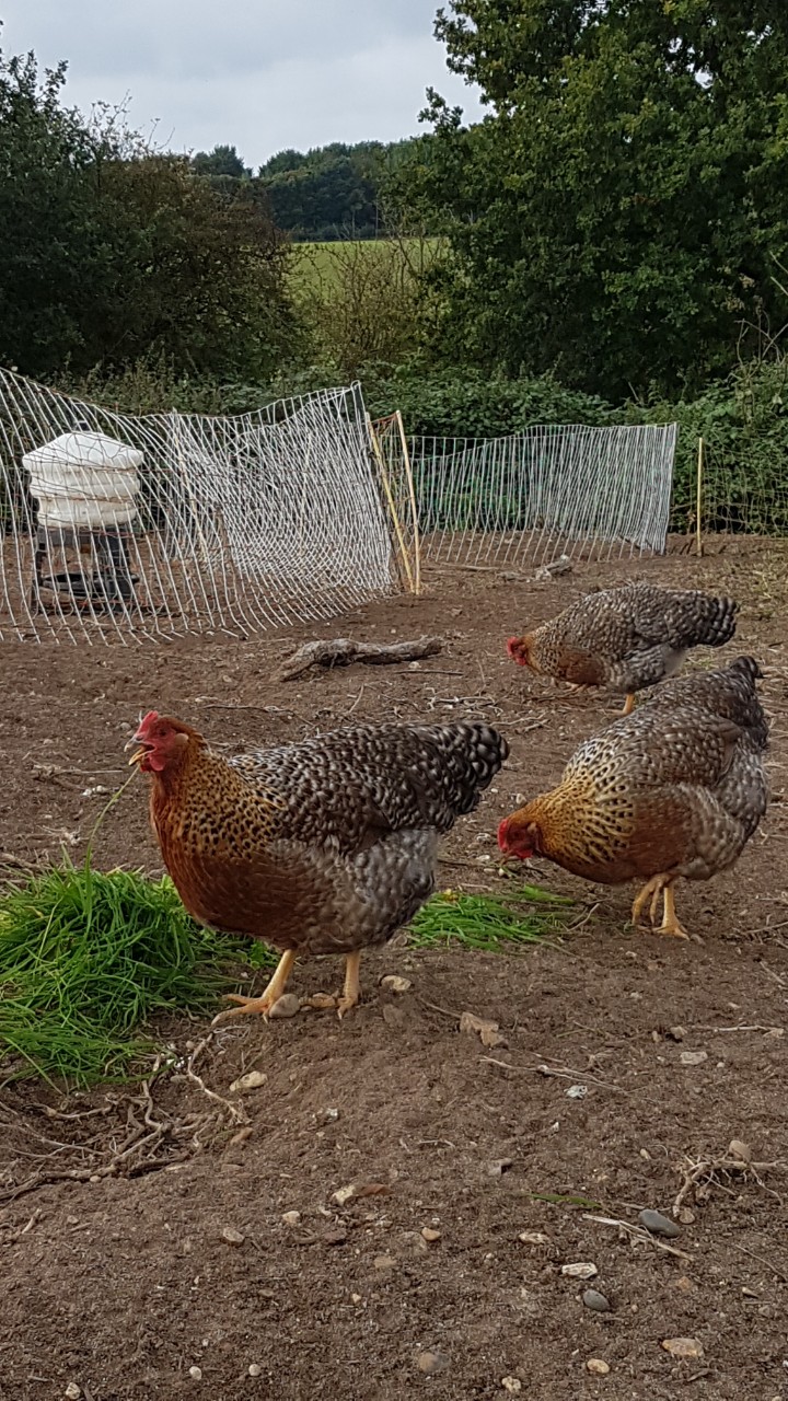 Bielefelder Chickens and Hatching eggs 3