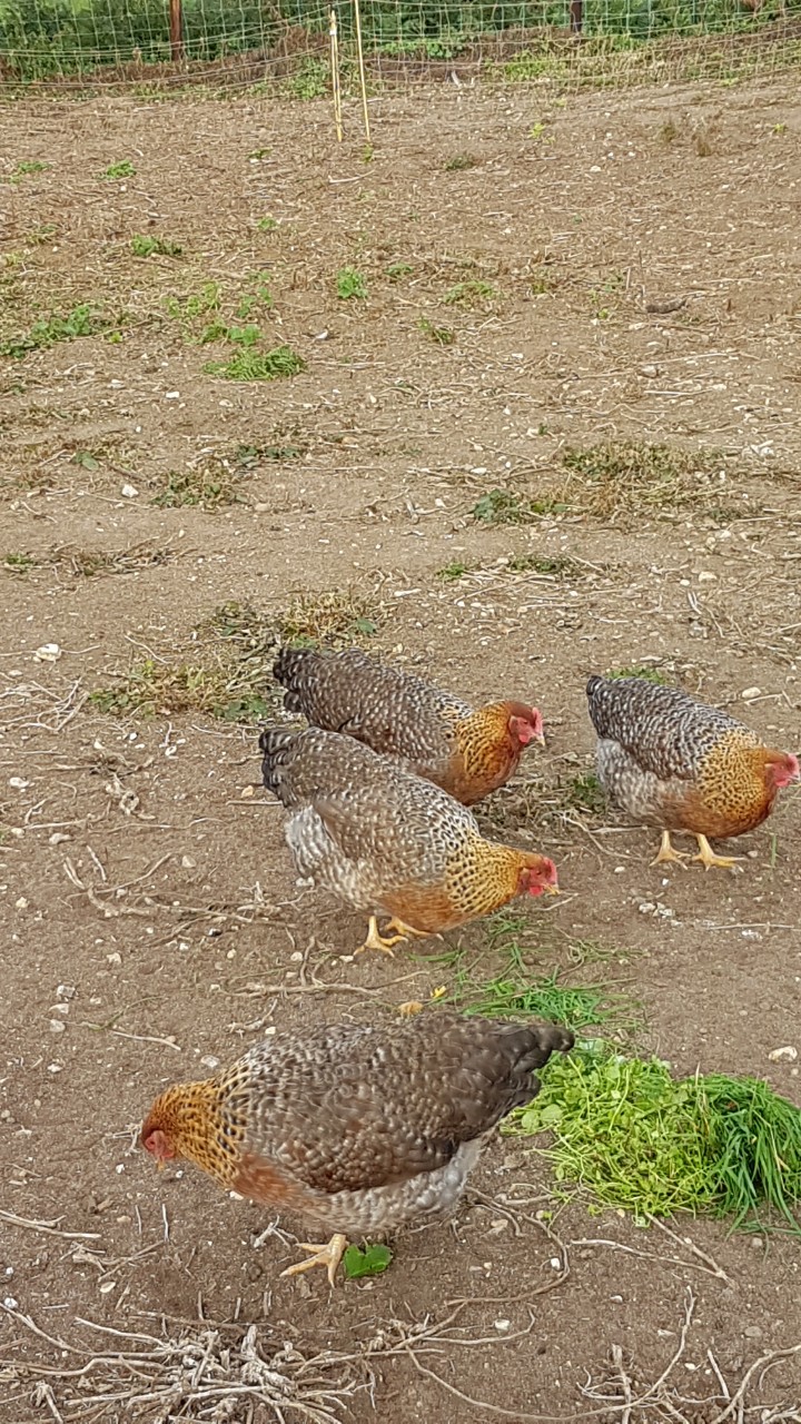 Bielefelder Chickens and Hatching eggs 4
