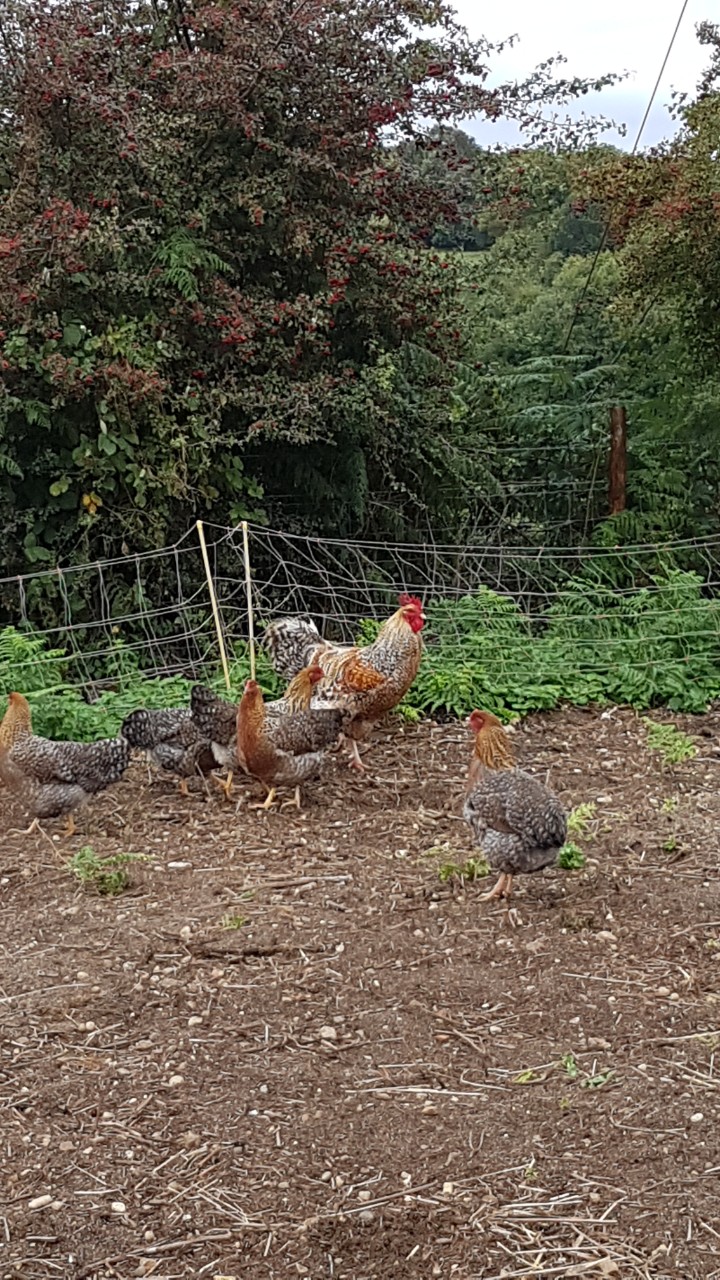 Bielefelder Chickens and Hatching eggs 5