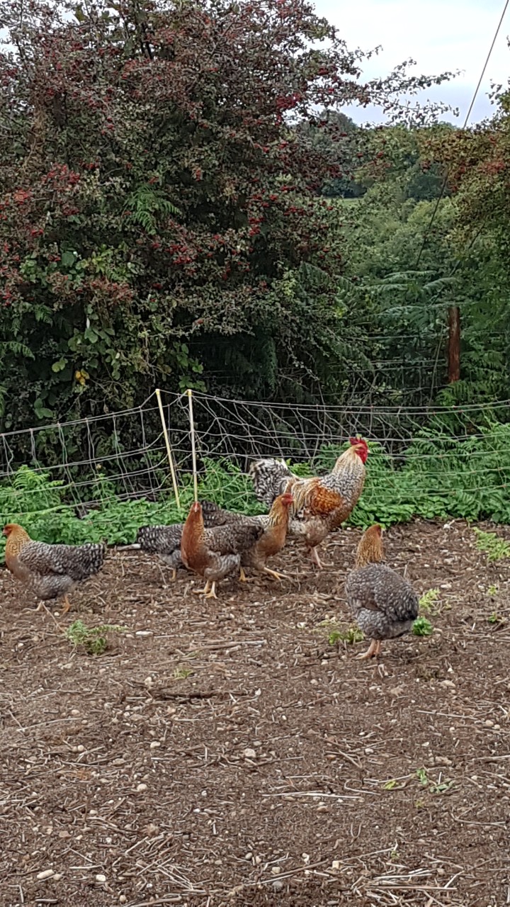 Bielefelder Chickens and Hatching eggs 6