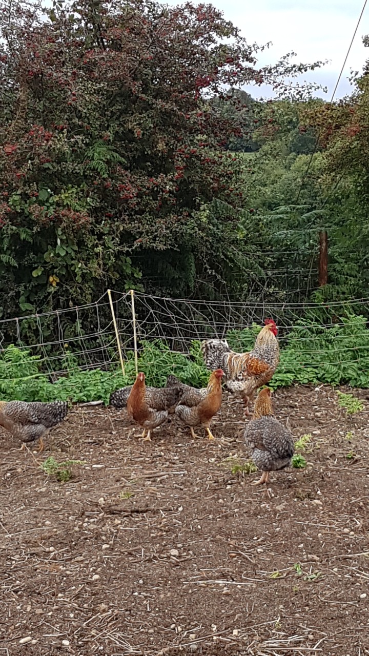 Bielefelder Chickens and Hatching eggs 7