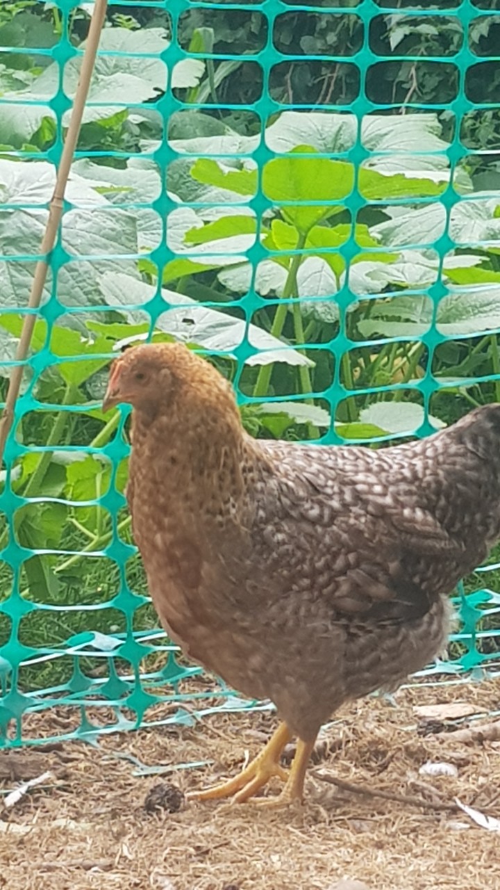 Bielefelder Chickens and Hatching eggs 8
