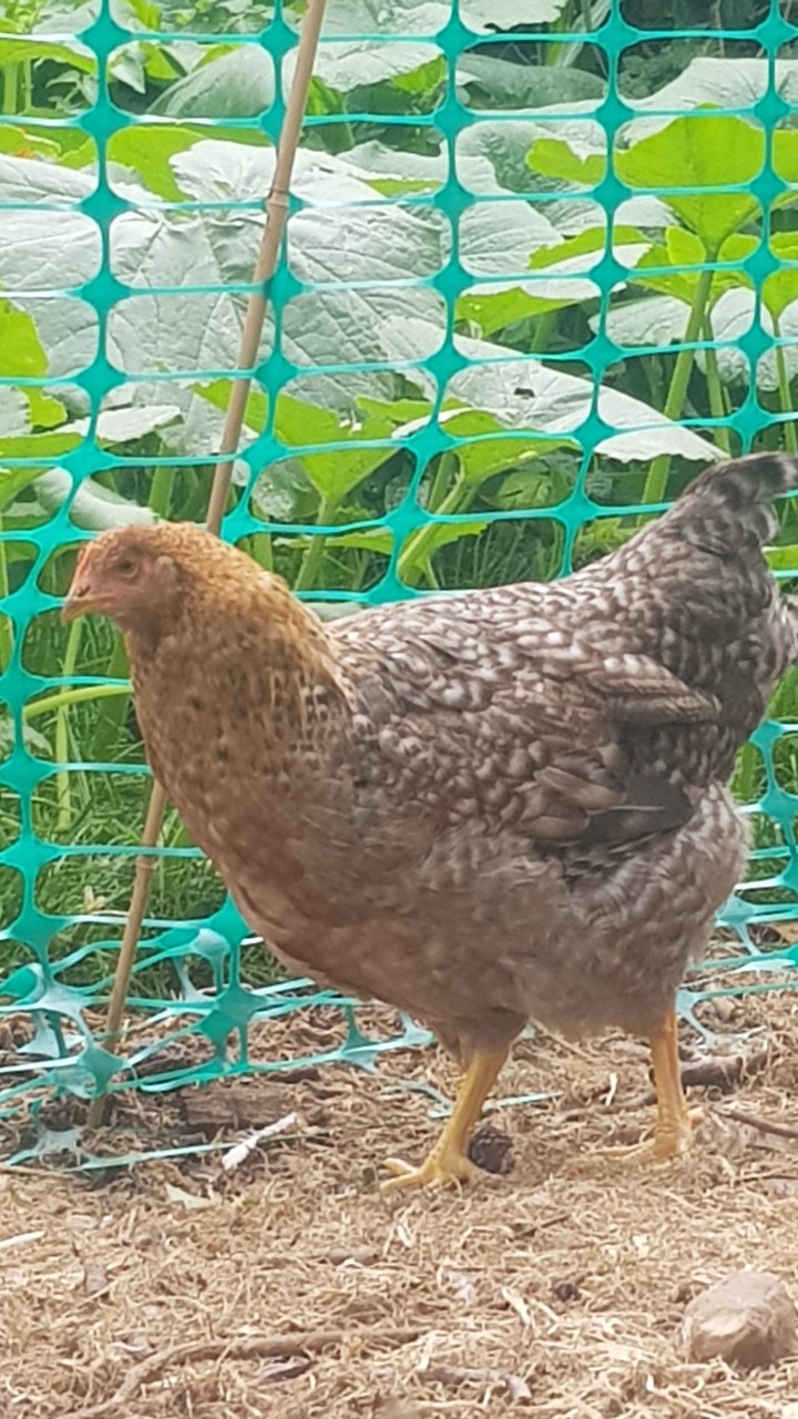 Bielefelder Chickens and Hatching eggs 9