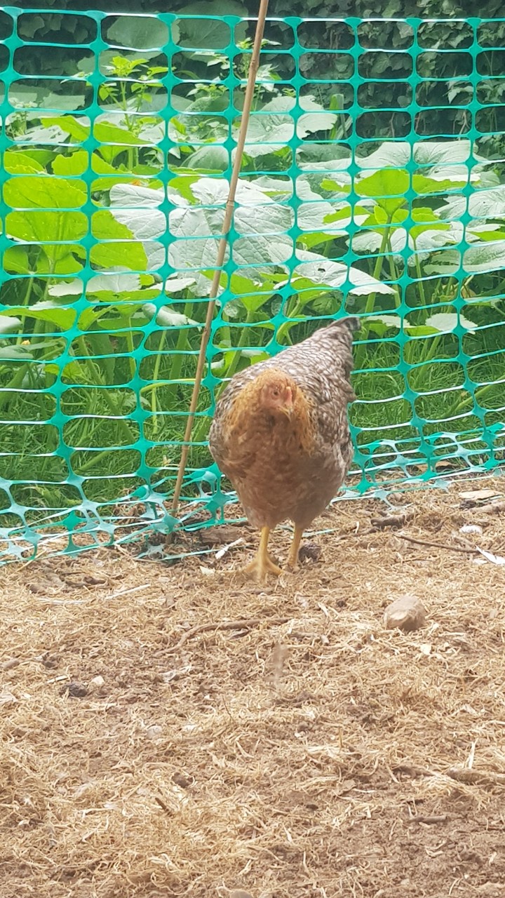 Bielefelder Chickens and Hatching eggs 10