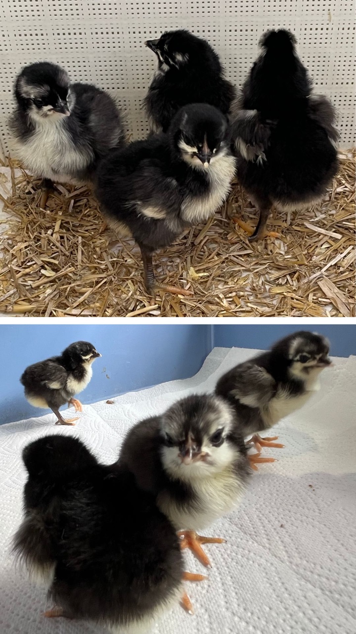 Norfolk Grey Chicks