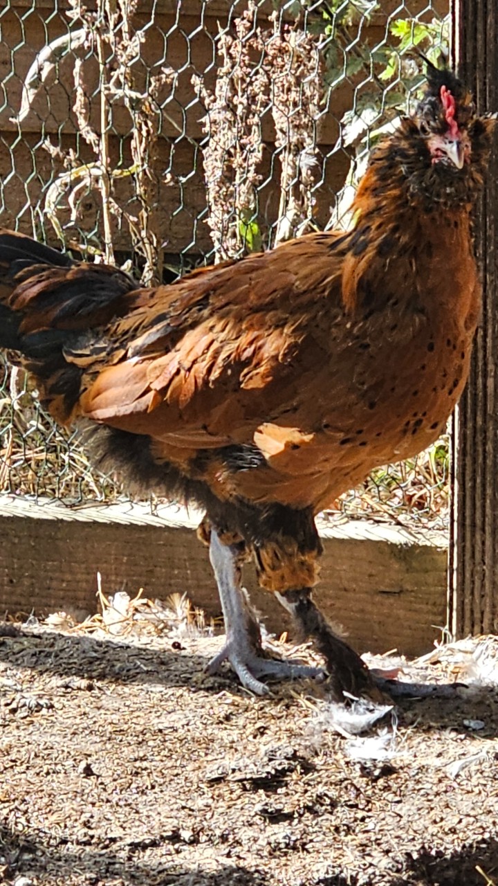 Cockerels Looking For Forever Homes