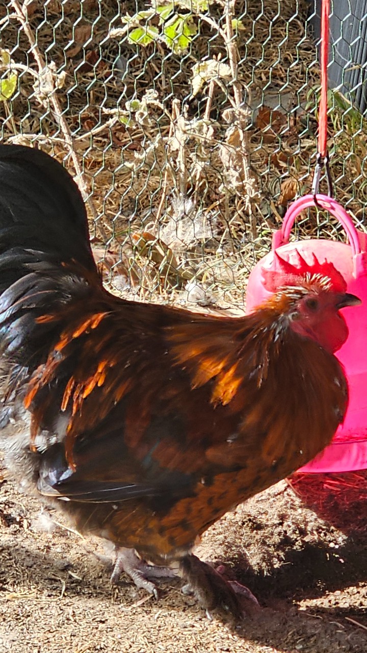 Cockerels Looking For Forever Homes 2