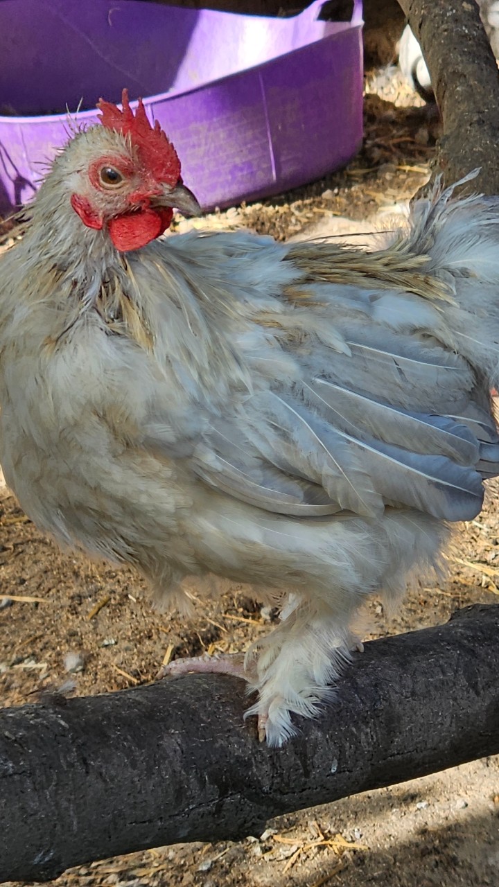 Cockerels Looking For Forever Homes 3