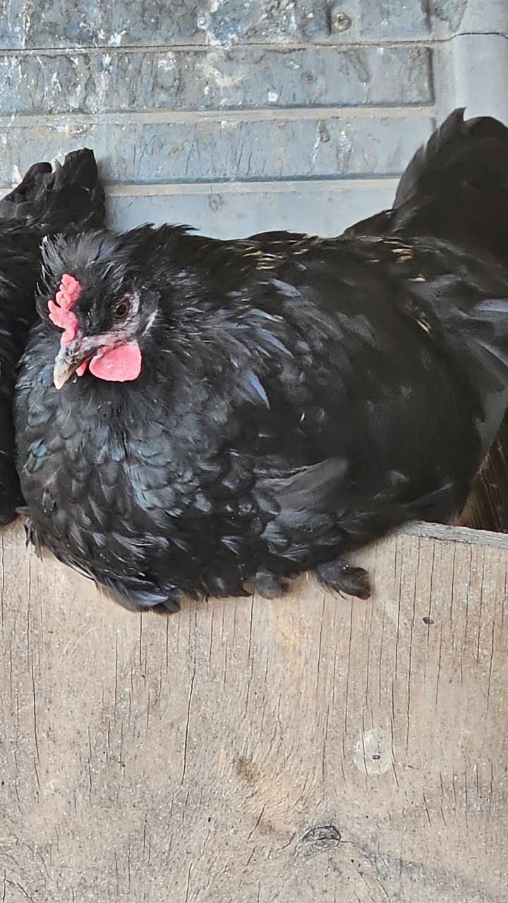 Cockerels Looking For Forever Homes 4