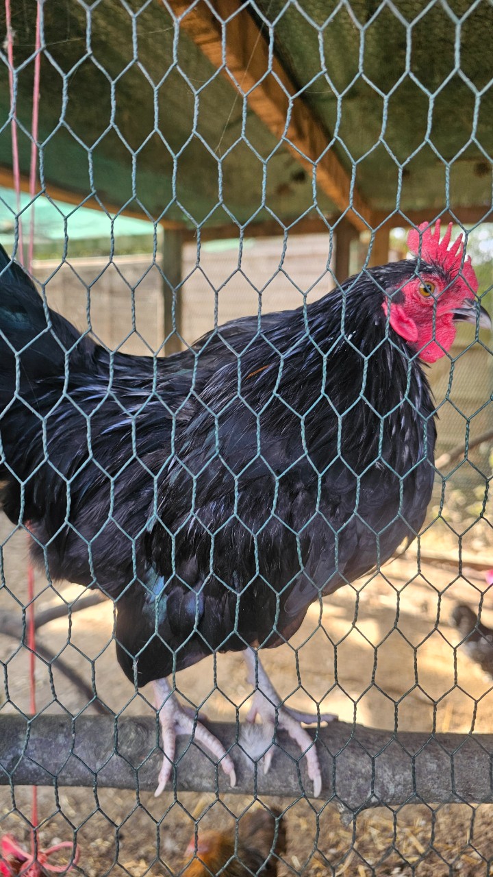 Cockerels Looking For Forever Homes 5