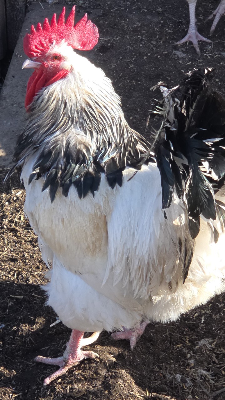 Light Sussex large fowl chicks