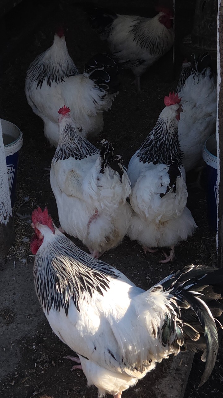 Light Sussex large fowl chicks 2