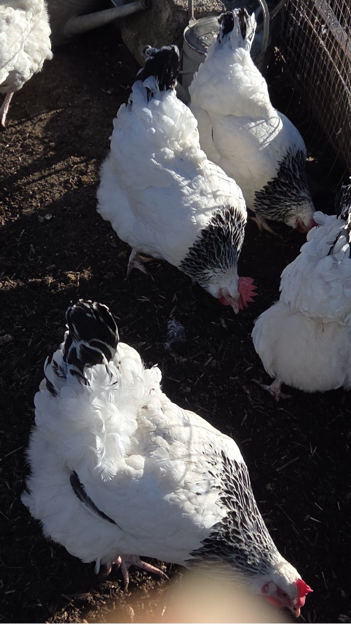 Light Sussex large fowl chicks 3