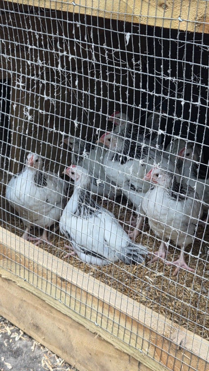 Light Sussex large fowl chicks 4