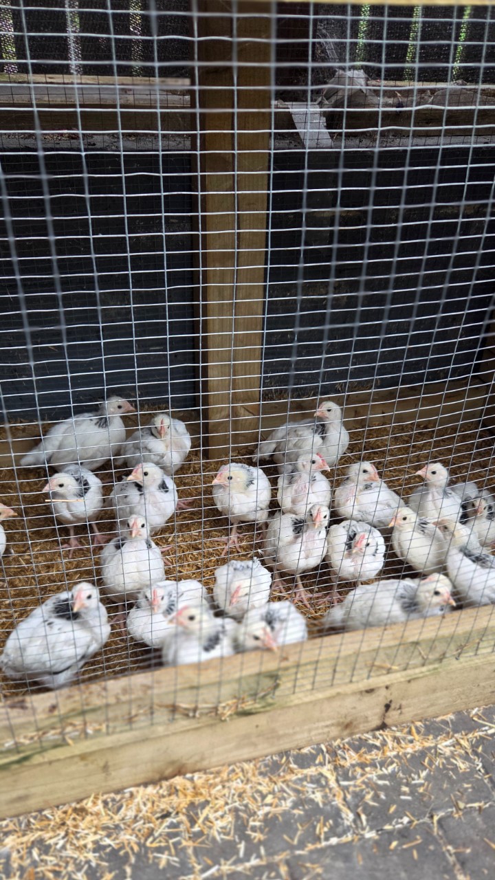 Light Sussex large fowl chicks 5