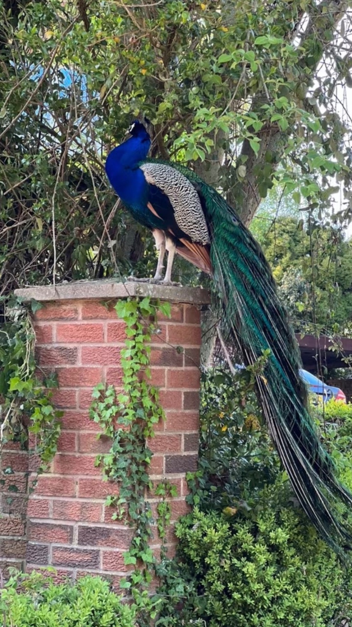 Beautiful Peacocks