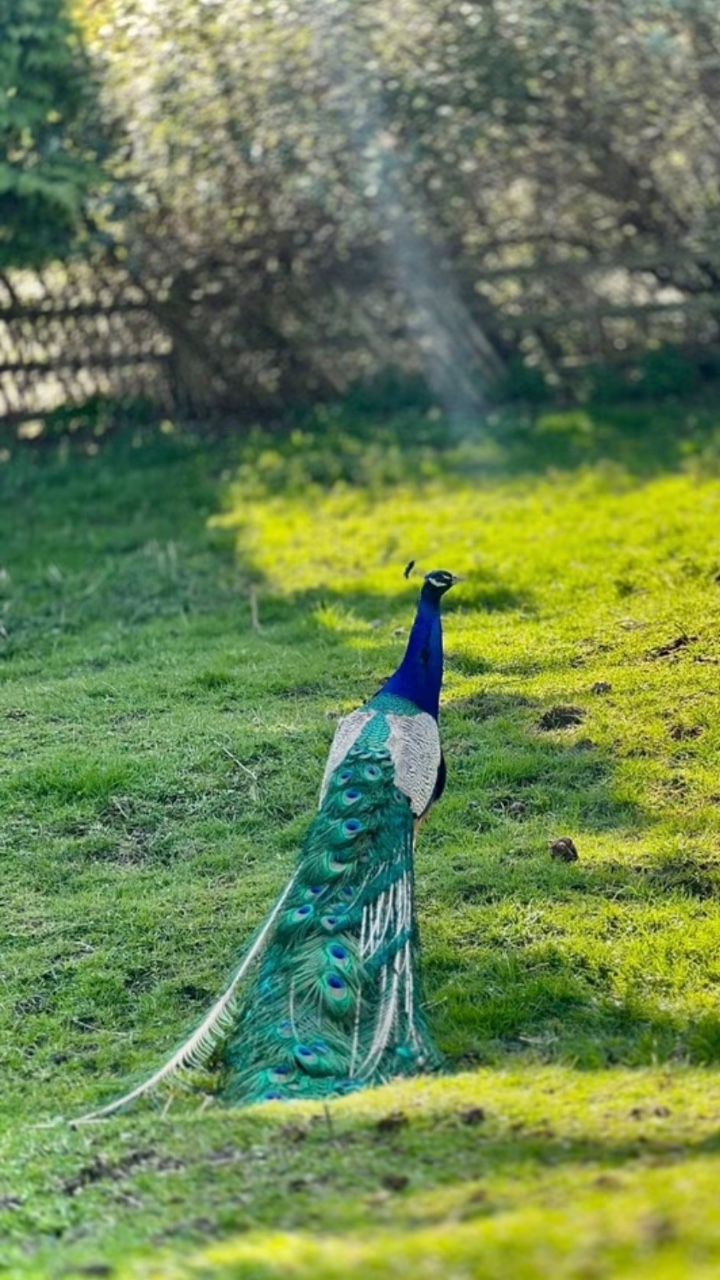 Beautiful Peacocks 2