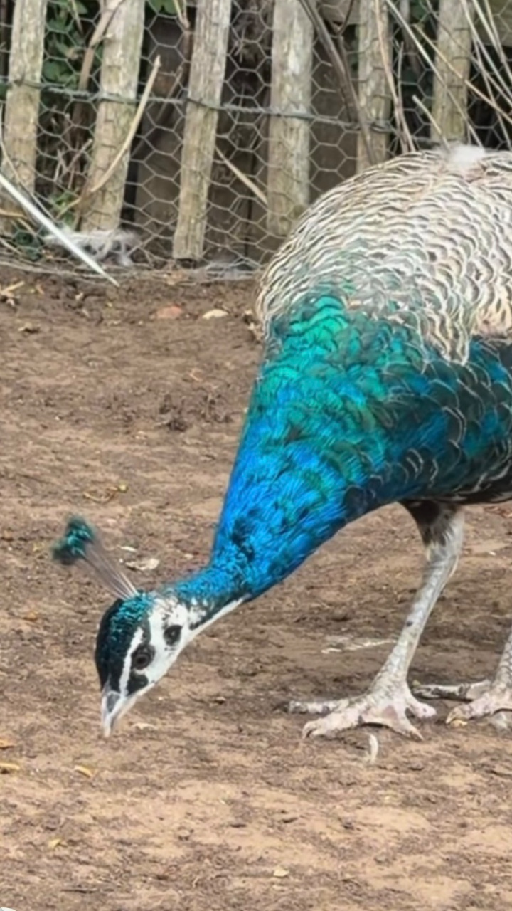 Beautiful Peacocks 3