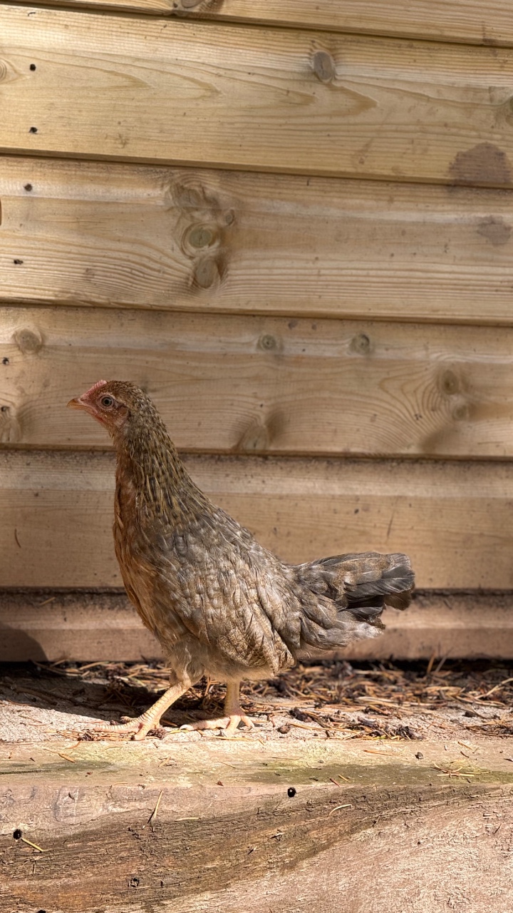 Bantam Welbar pullet