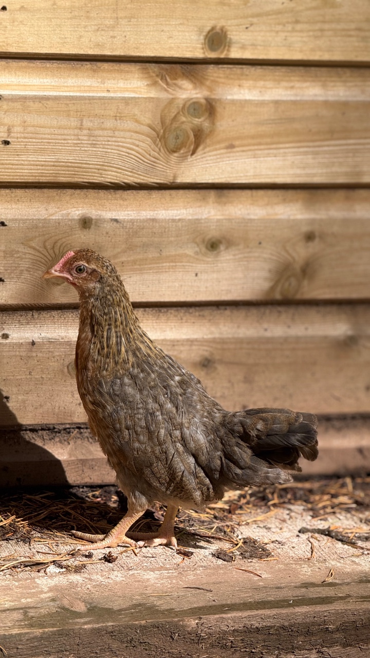 Bantam Welbar pullet 2
