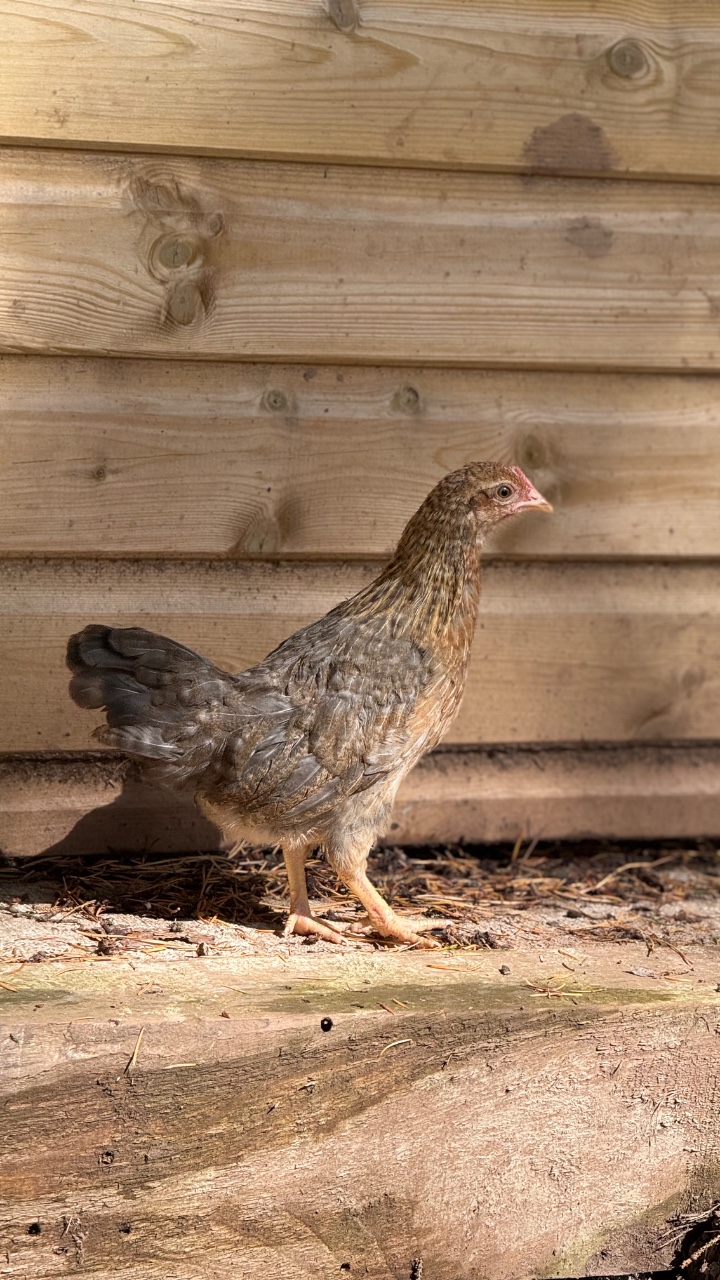 Bantam Welbar pullet 3