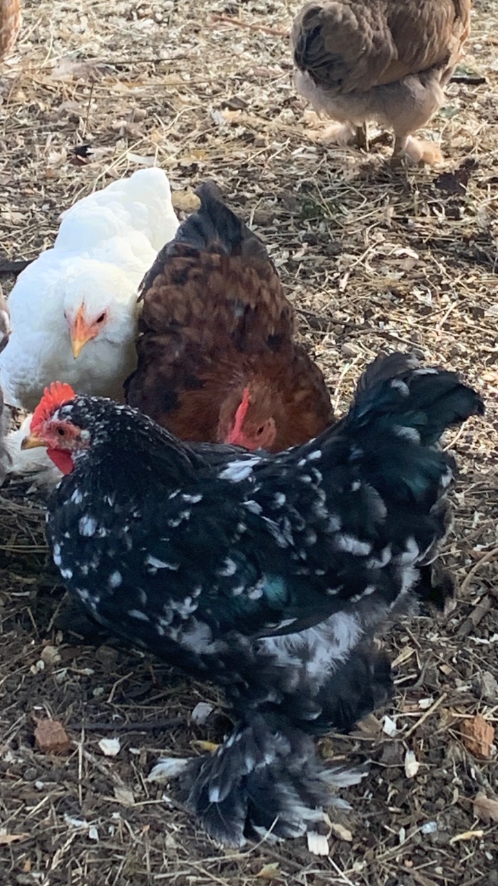 Pekin bantam cockerels