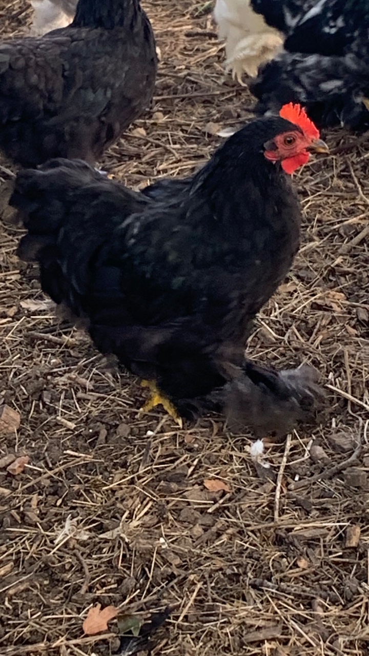 Pekin bantam cockerels 2