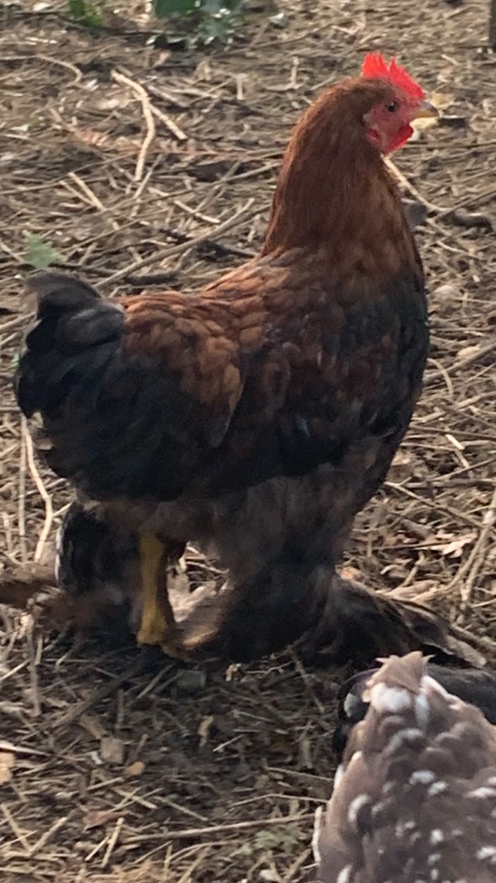 Pekin bantam cockerels 3