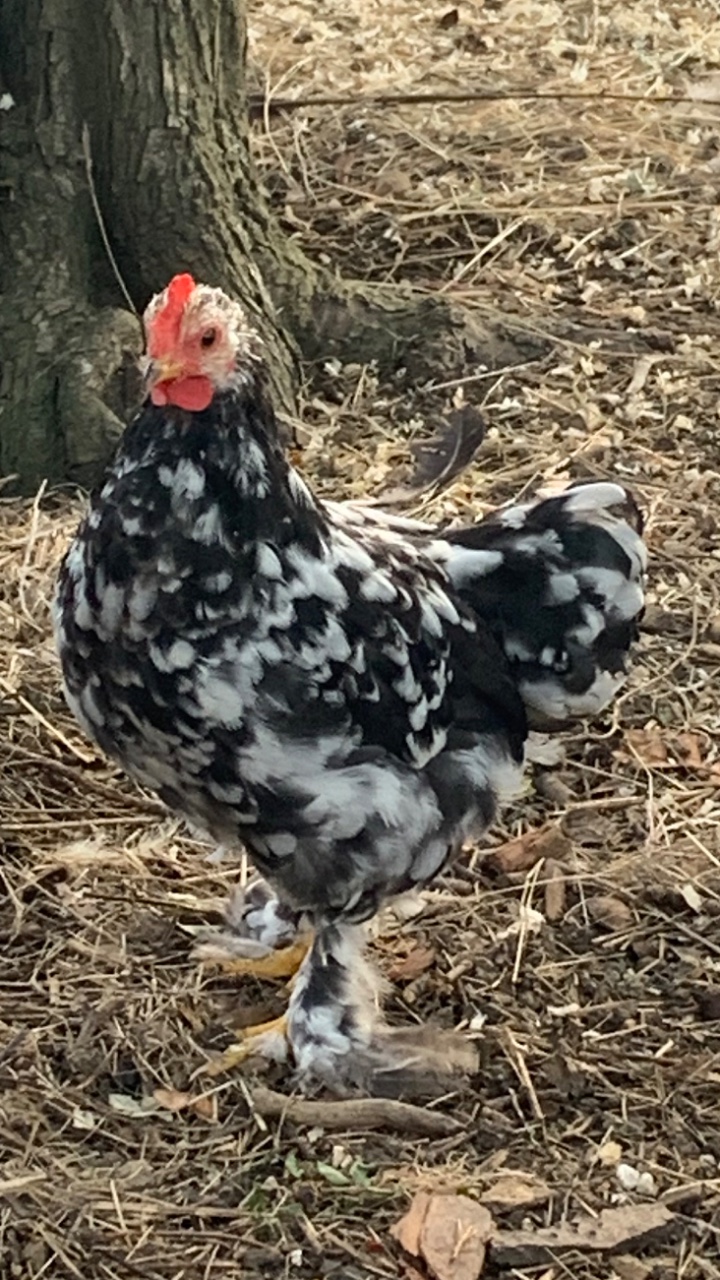 Pekin bantam cockerels 4