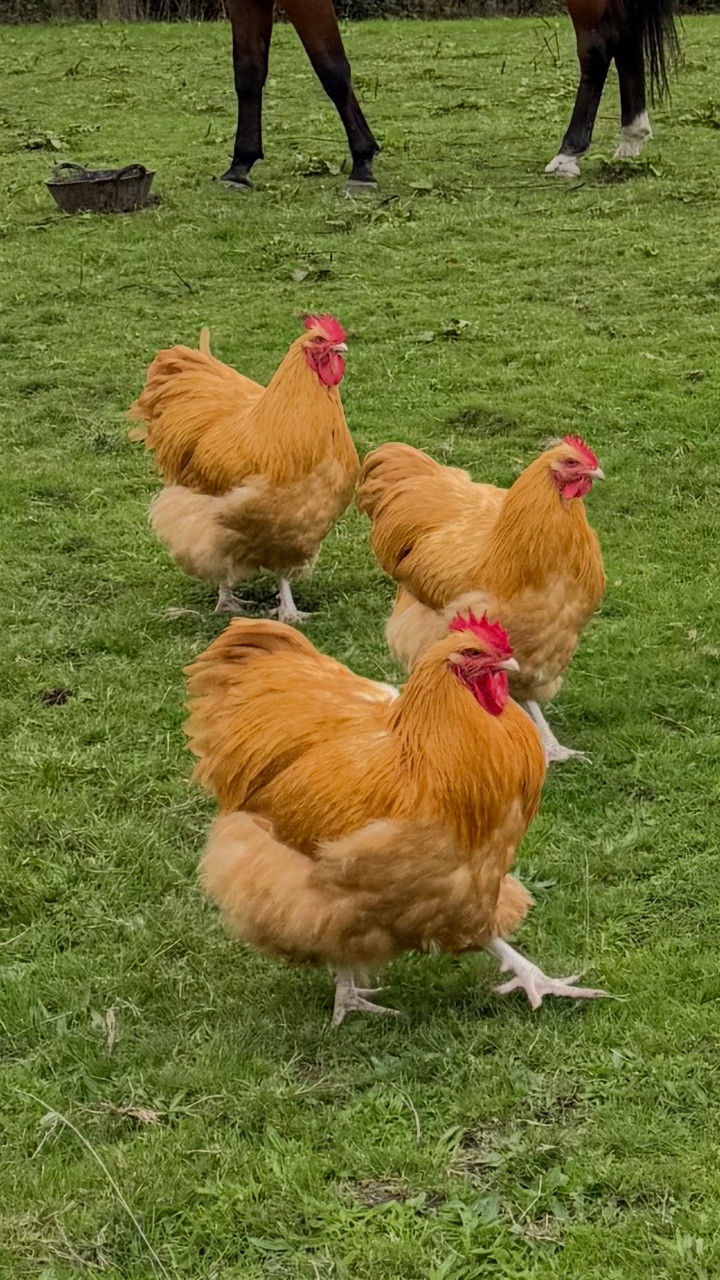 Pure Buff Orpington cockerel