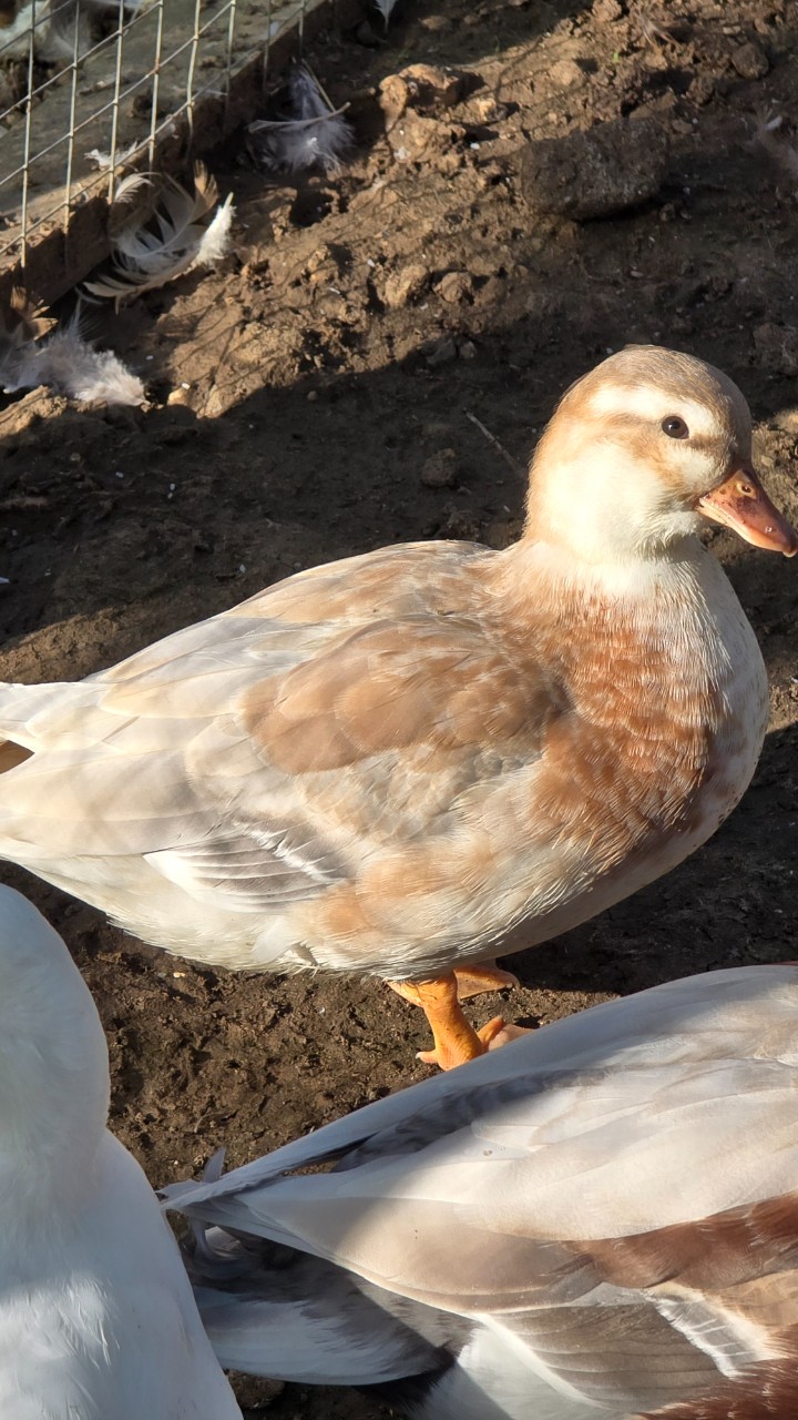 Butterscotch Call Pair