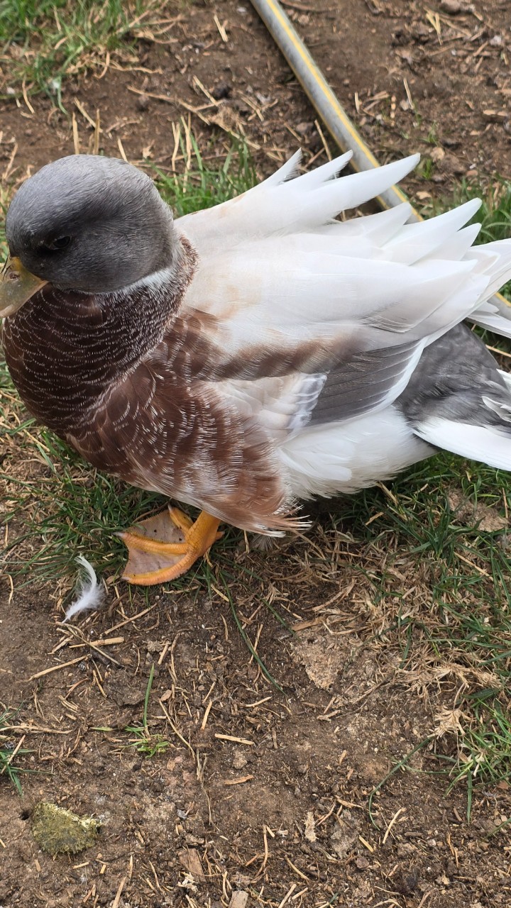 Butterscotch Call Pair 2