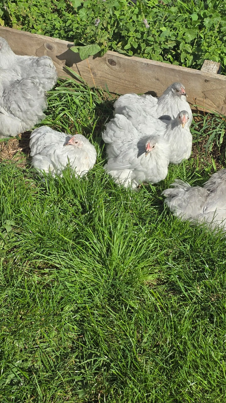 Pekin Bantam Pullets
