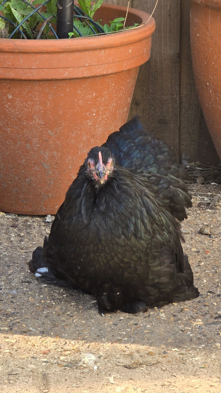 Pekin Bantam Pullets 2