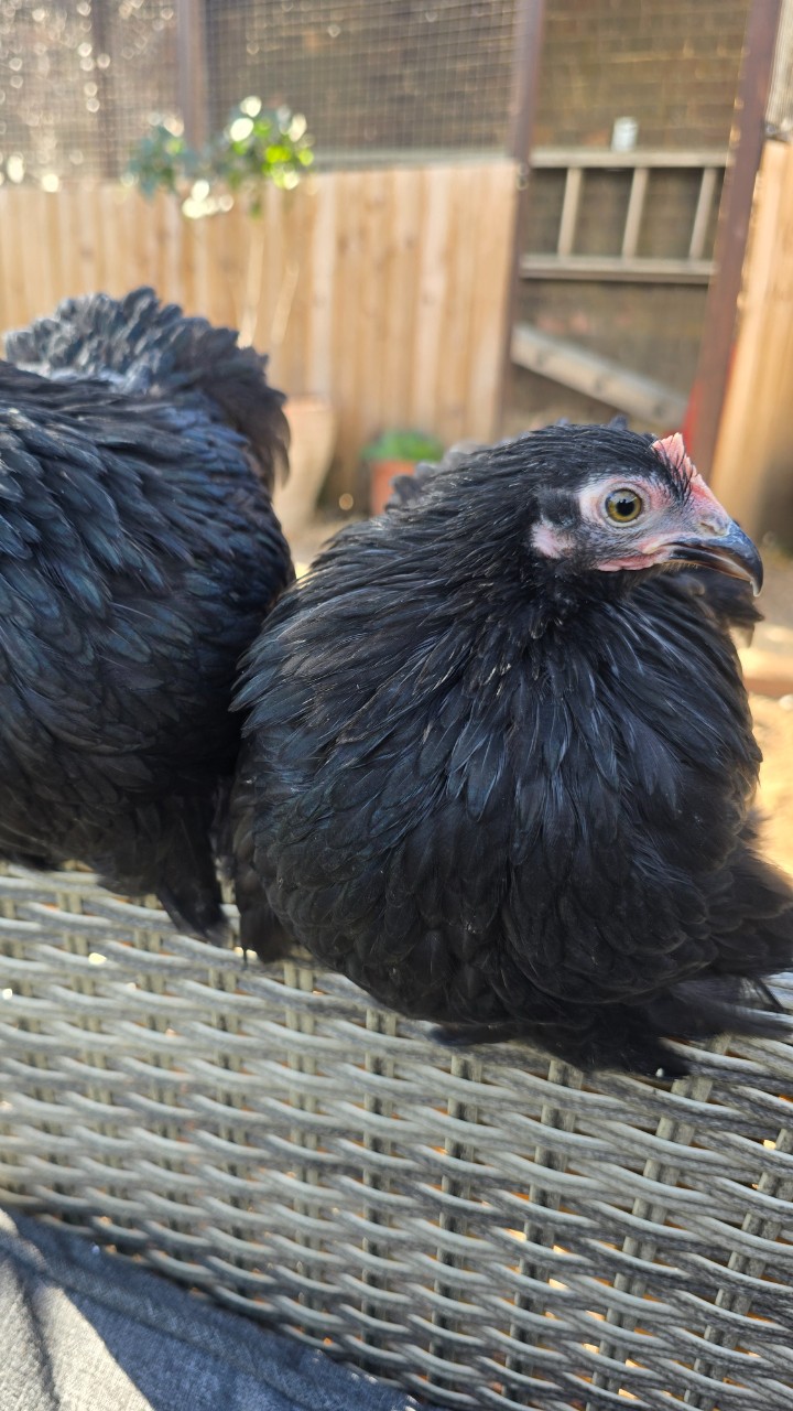 Pekin Bantam Pullets 3