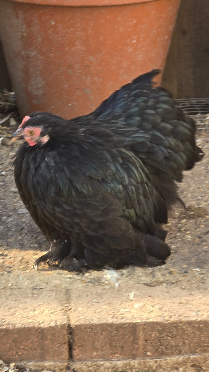 Pekin Bantam Pullets 4